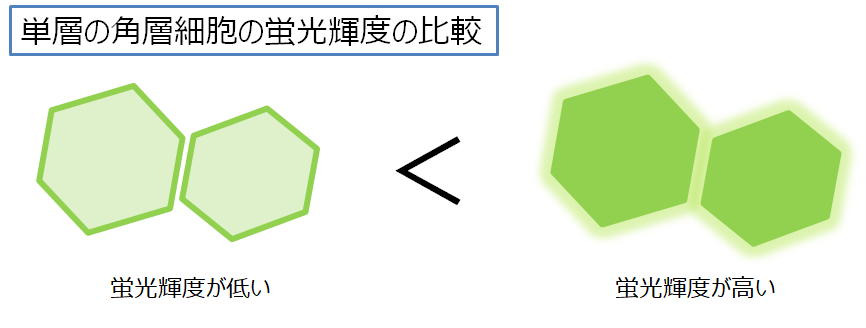 蛍光染色画像計測2