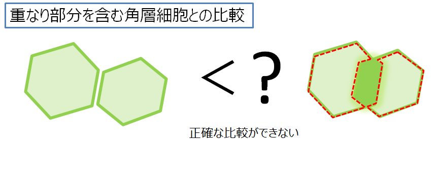 蛍光染色画像計測3