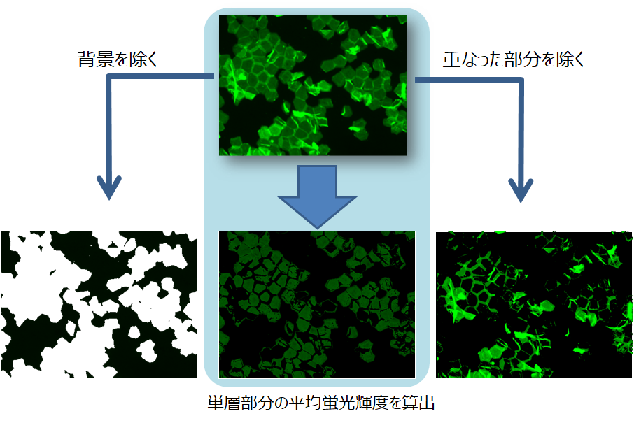 蛍光染色画像計測4