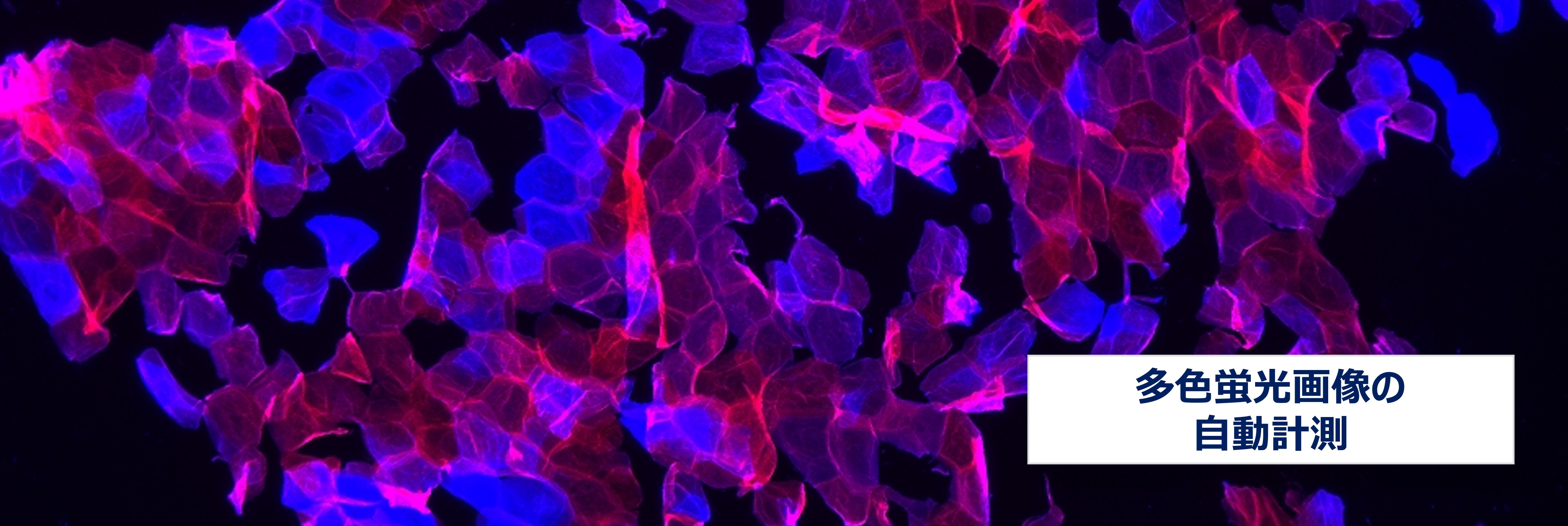 多色蛍光画像の自動計測