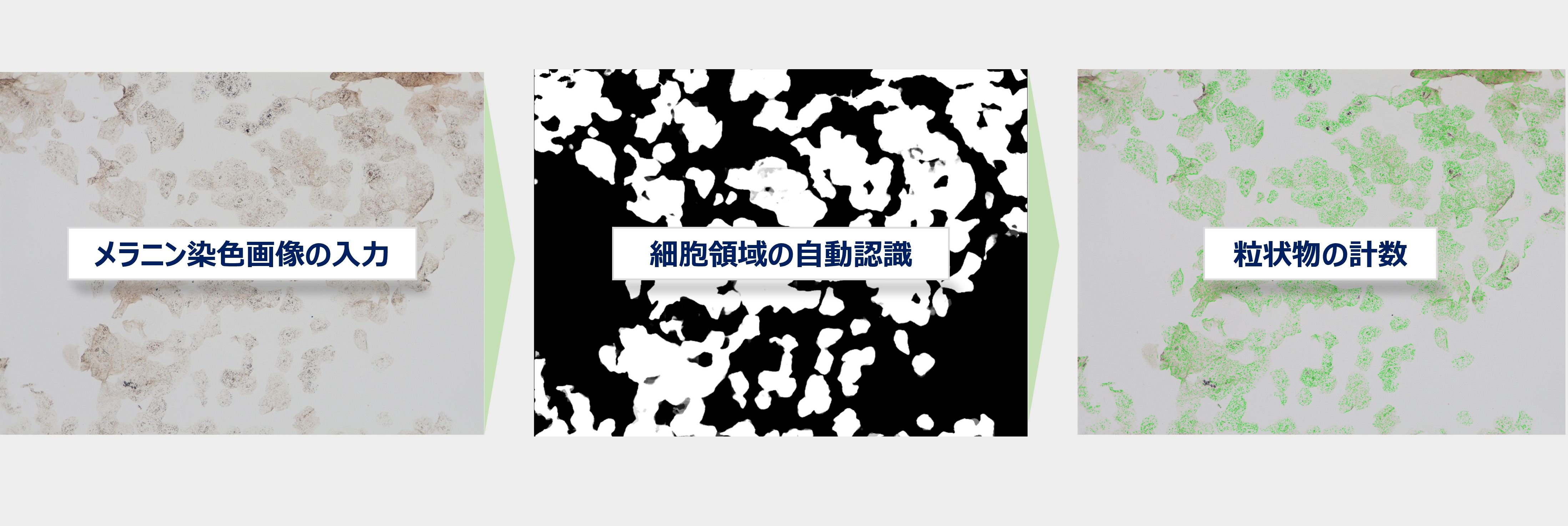 メラニン染色画像の自動計測